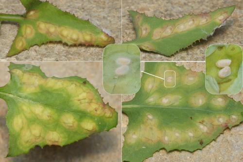Réf. 209 717 : Cystiphora sonchi